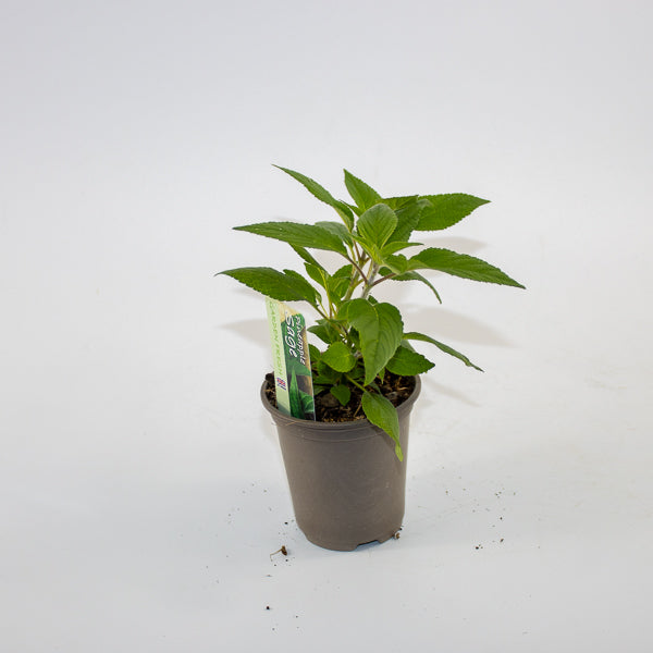 Pinnaple Sage Ø9cm H15cm