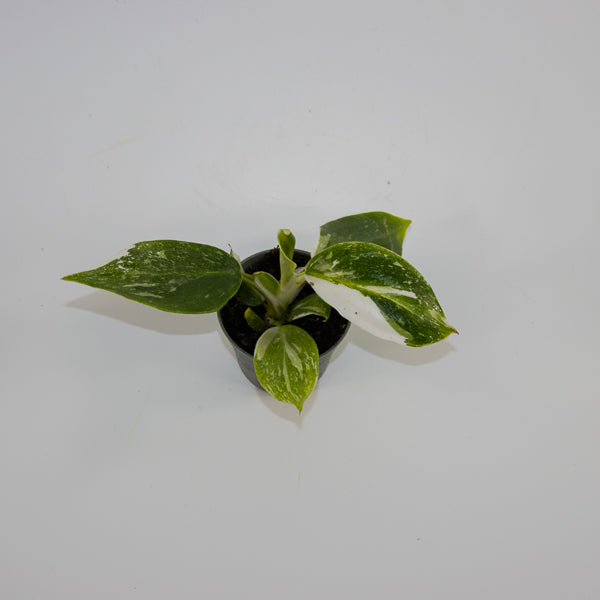 Philodendron 'White Wizard' Ø6cm H10cm