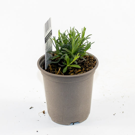 English Lavender Munsted Ø9cm H15cm