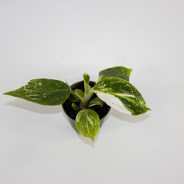 Philodendron 'White Wizard' Ø6cm H10cm