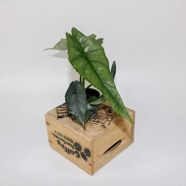 Alocasia heterophylla 'Dragon's Breath'