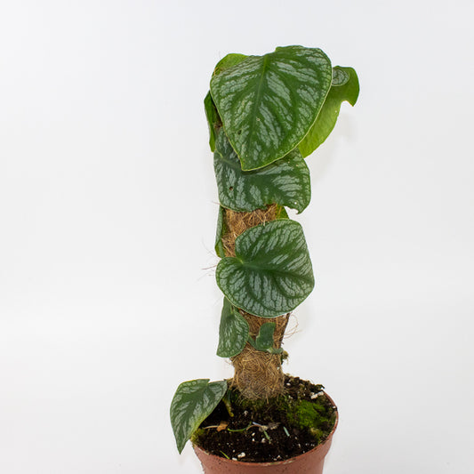 Monstera dubia 14cm H45cm