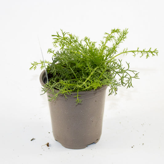 Chamomile Ø9cm H15cm