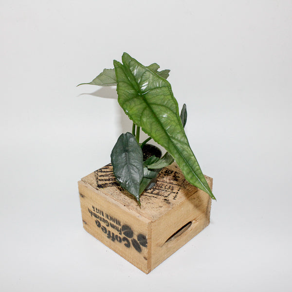 Alocasia heterophylla Dragons Breath 6cm H10cm