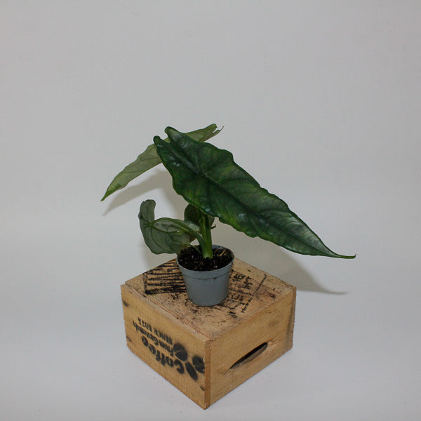 Alocasia heterophylla Dragons Breath 6cm H10cm