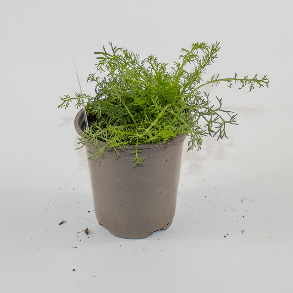 Chamomile Ø9cm H15cm