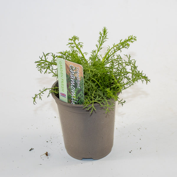 Chamomile Ø9cm H15cm