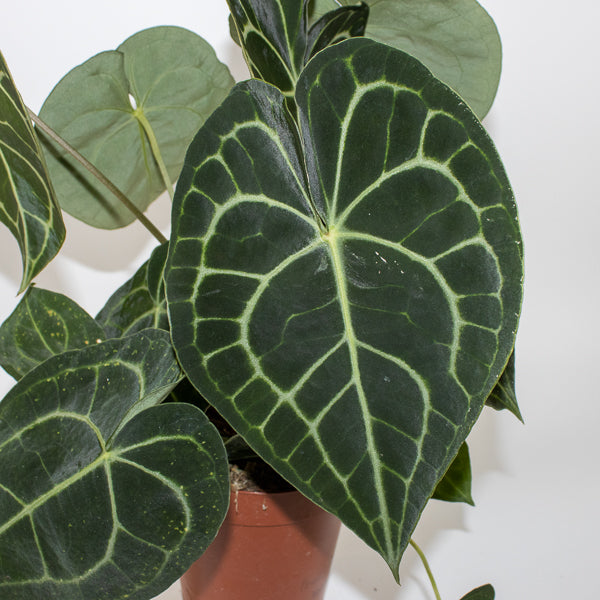 Anthurium clarinervium 62