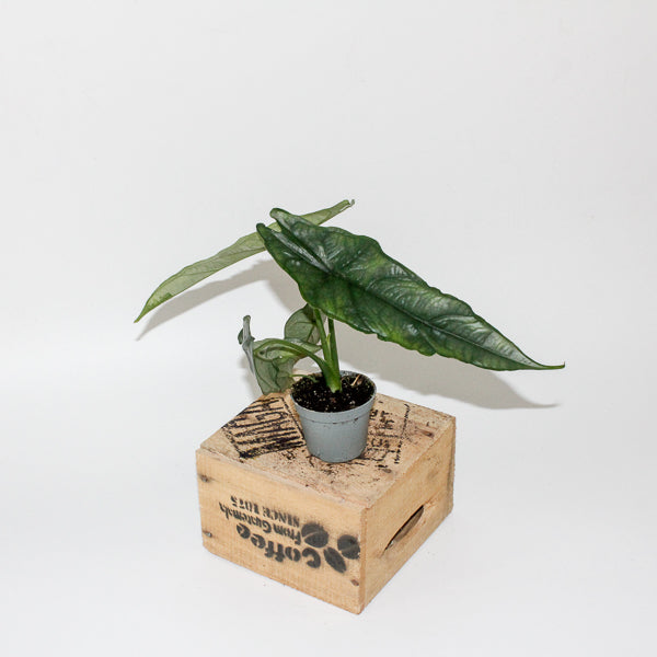 Alocasia heterophylla Dragons Breath 6cm H10cm