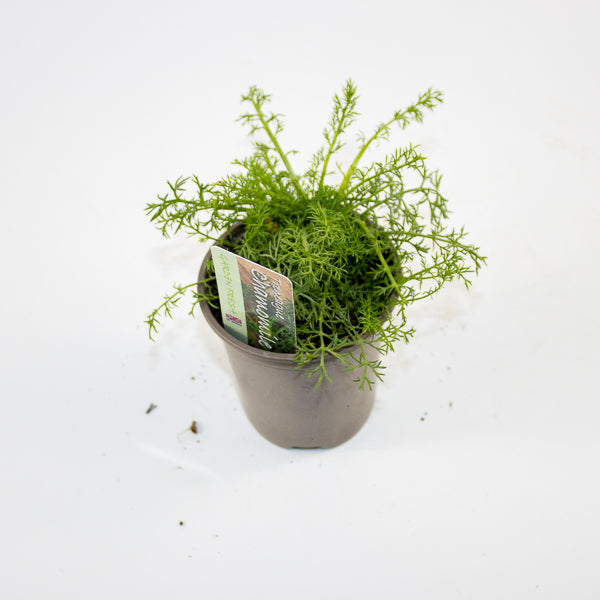 Chamomile Ø9cm H15cm