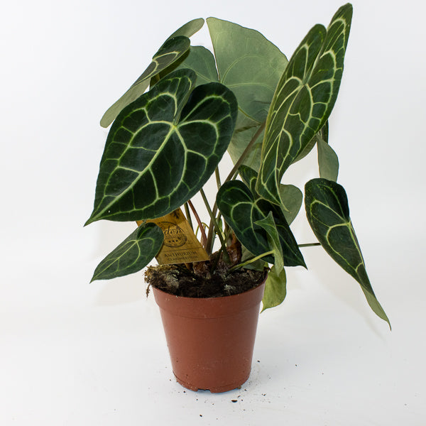 Anthurium clarinervium 63