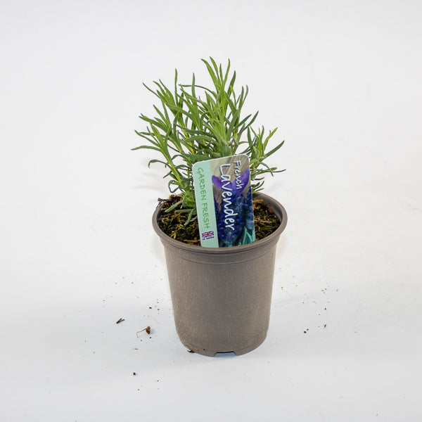 French Lavender Ø9cm H15cm