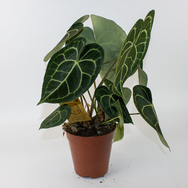 Anthurium clarinervium 64