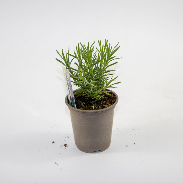 French Lavender Ø9cm H15cm