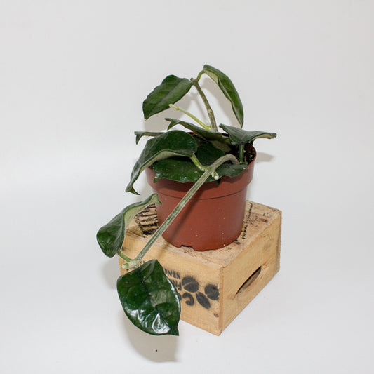 Hoya villosa 12cm H15cm