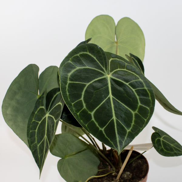 Anthurium clarinervium 65
