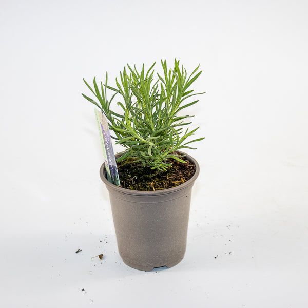 French Lavender Ø9cm H15cm