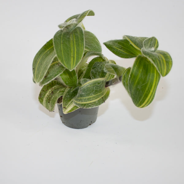 Tradescantia sillamontana 'Variegata' Ø6cm H10cm