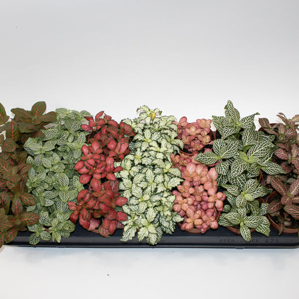 Fittonia MIX Choose one from our selection 8.5cm H10cm