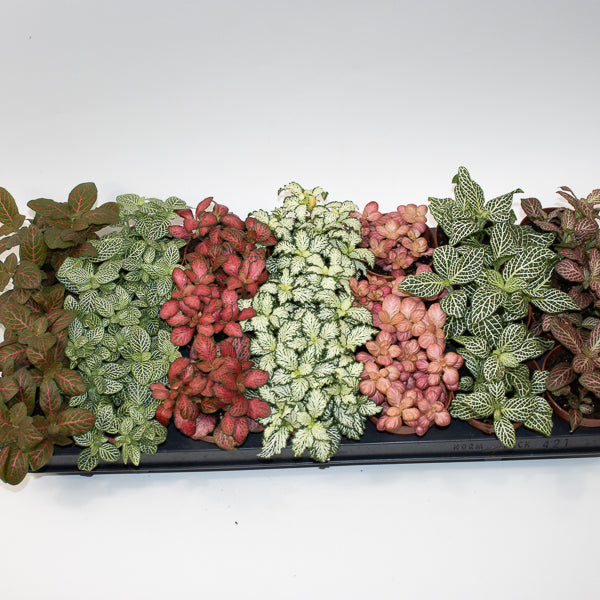 Fittonia MIX Choose one from our selection 8.5cm H10cm