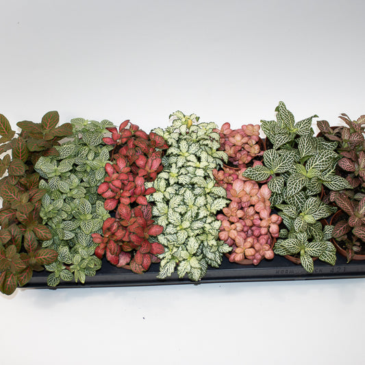 Fittonia MIX Choose one from our selection 8.5cm H10cm
