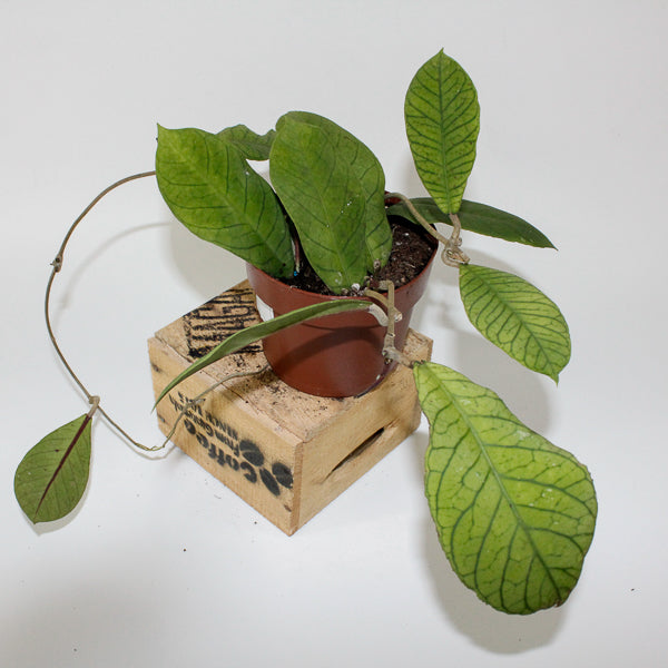 Hoya Sp Sabah 12cm H10cm