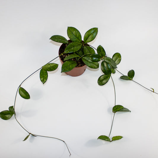 Hoya 'Crassipetiolata Splash' Ø12cm H15cm