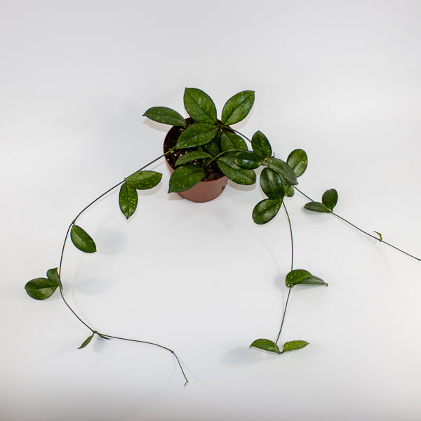 Hoya 'Crassipetiolata Splash' Ø12cm H15cm