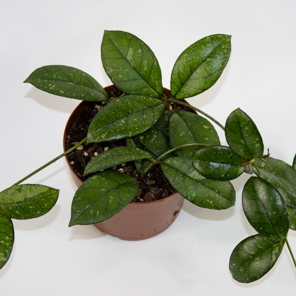 Hoya 'Crassipetiolata Splash' Ø12cm H15cm