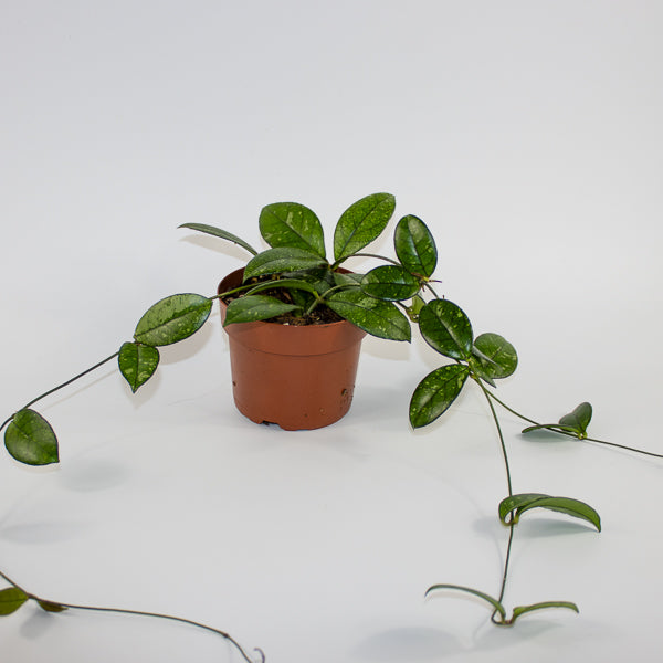 Hoya 'Crassipetiolata Splash' Ø12cm H15cm
