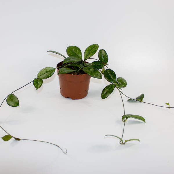 Hoya 'Crassipetiolata Splash' Ø12cm H15cm