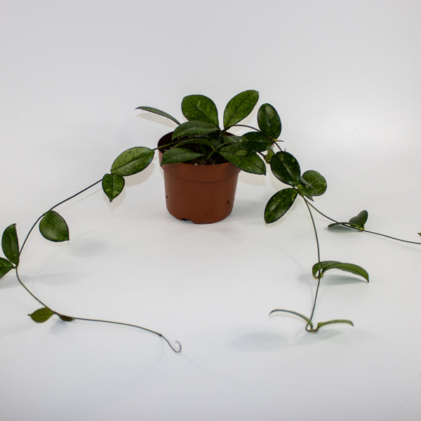 Hoya 'Crassipetiolata Splash' Ø12cm H15cm