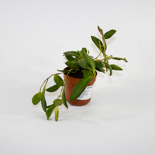 Hoya bilobata Ø7cm H5cm