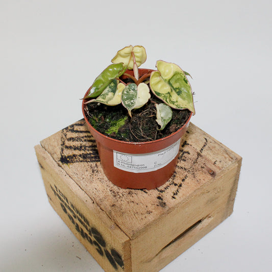 Philodendron billietiae Variegata 9cm H10cm