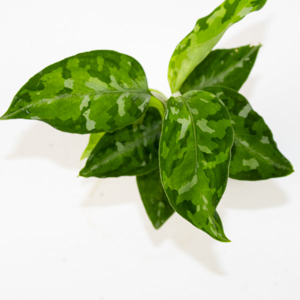 Aglaonema 'Tricolor'