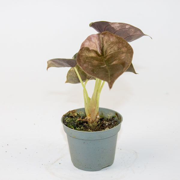 Alocasia Cuprea Red Variegated Ø6cm H10cm