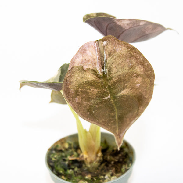 Alocasia Cuprea Red Variegated Ø6cm H10cm