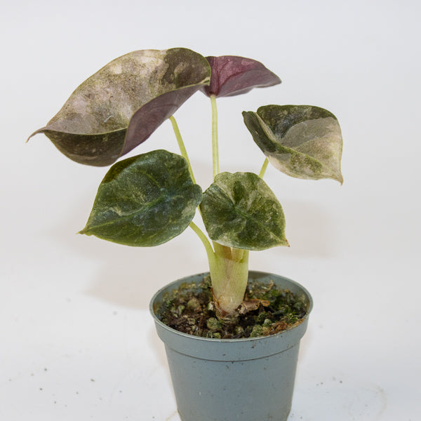 Alocasia Cuprea Red Variegated Ø6cm H10cm