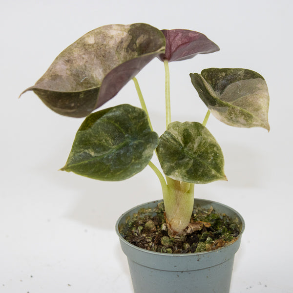 Alocasia Cuprea Red Variegated Ø6cm H10cm