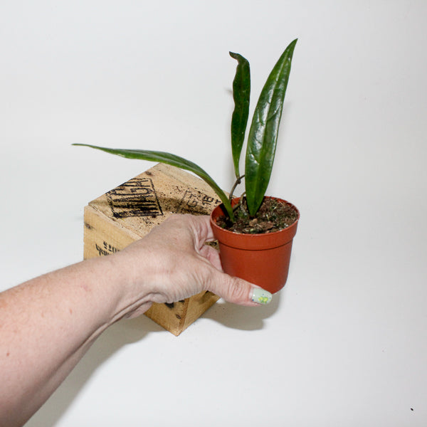 Hoya sulawesiana 7cm H5cm