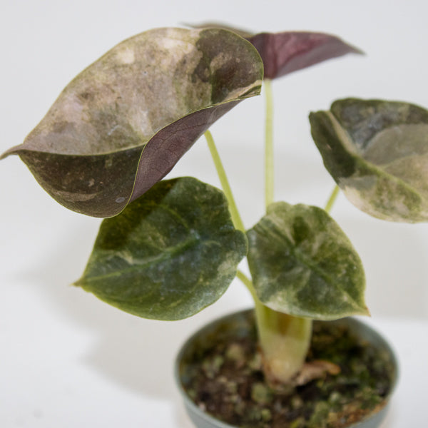 Alocasia Cuprea Red Variegated Ø6cm H10cm