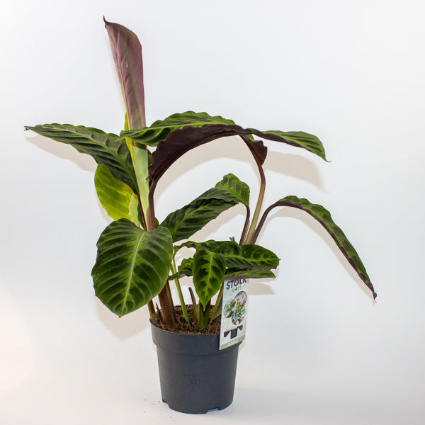 Calathea warscewiczii 27cm H80cm