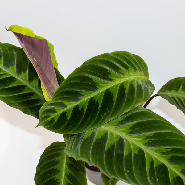 Calathea warscewiczii 27cm H80cm