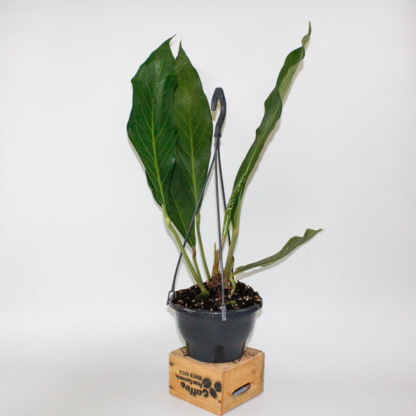 Anthurium 'Big Bill'