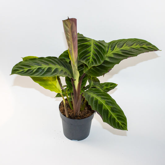 Calathea warscewiczii 27cm H80cm