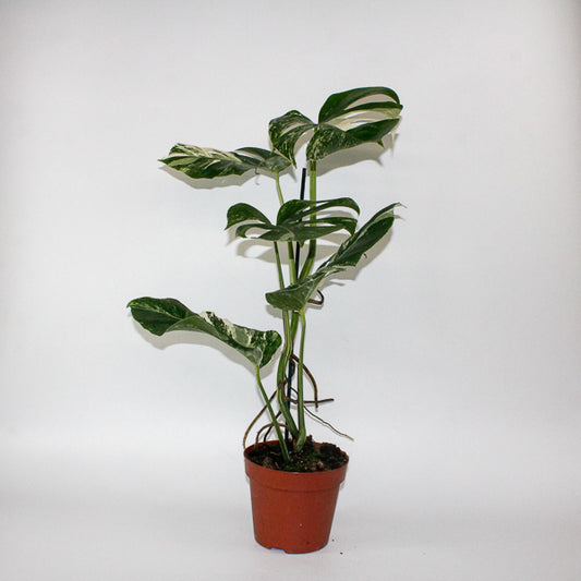 Monstera deliciosa Variegata 17cm H50cm