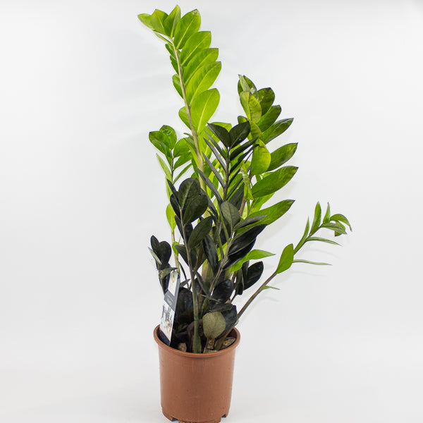Zamioculcas zamifolia Raven Ø14cm H60cm