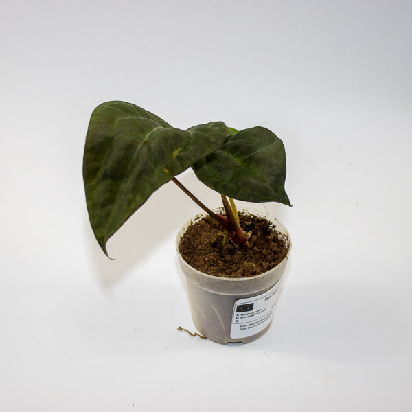 Anthurium 'Ace of Spades Dark Form' × papillilaminum
