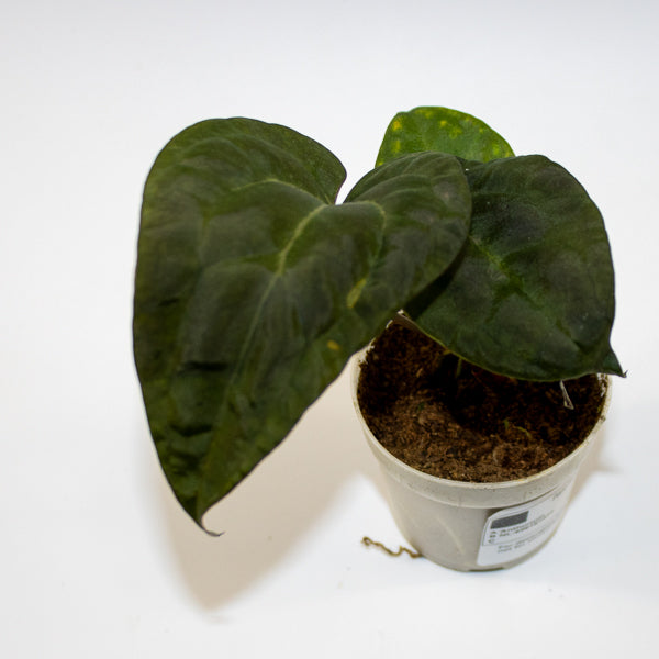 Anthurium ACE OF SPADES DARK FORM X PAPILLILAMINUM Ø7cm H15cm