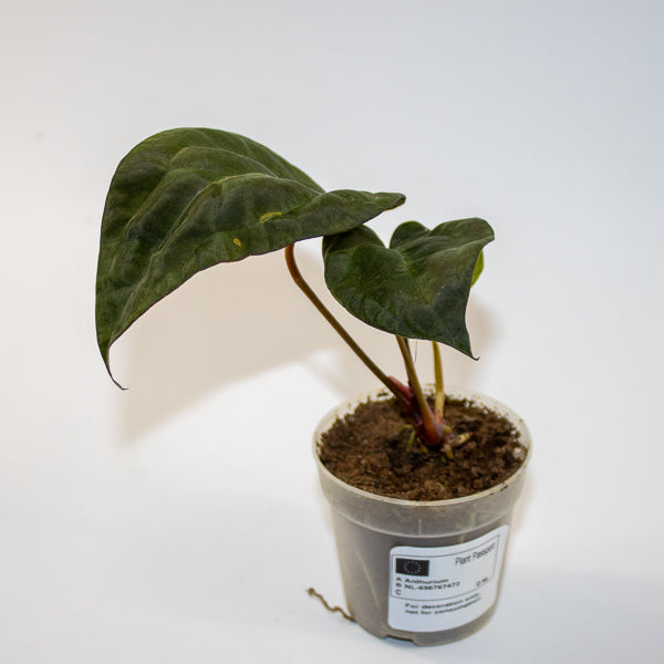 Anthurium ACE OF SPADES DARK FORM X PAPILLILAMINUM Ø7cm H15cm
